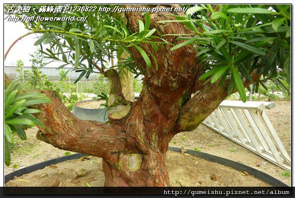 P1230822.jpg P1230822.jpg