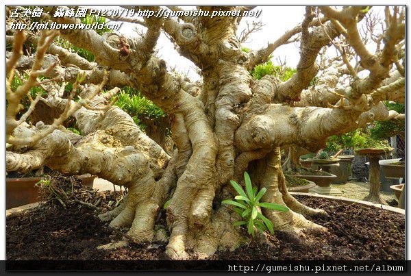 P1230719.jpg P1230719.jpg