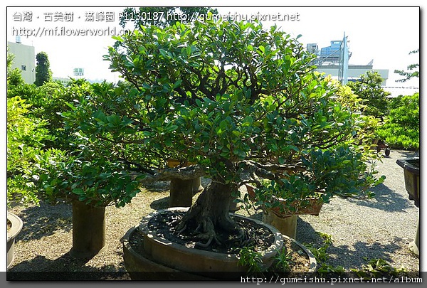 P1130187.jpg P1130187.jpg