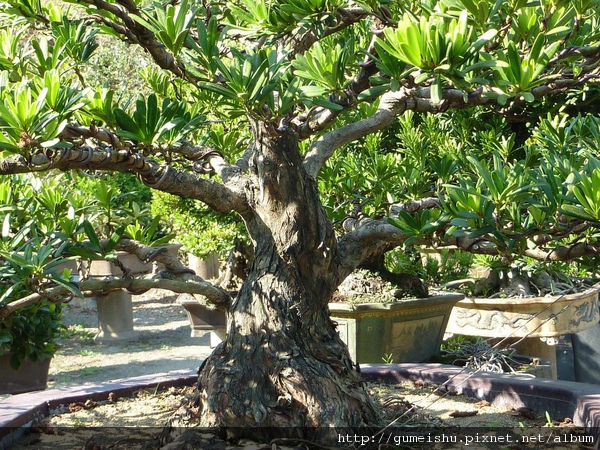 P1020407.jpg P1020407.jpg