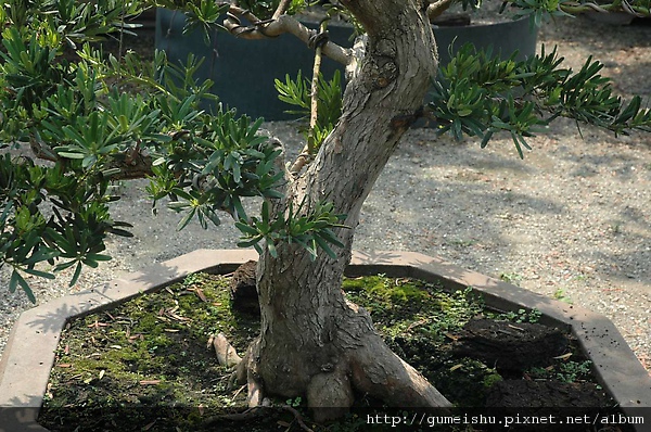 20090328_DSC_8622_00269.jpg 20090328_DSC_8622_00269.jpg