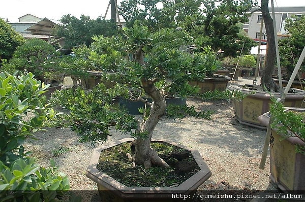 20090328_DSC_8623_00270.jpg 20090328_DSC_8623_00270.jpg