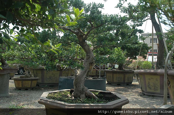 20090328_DSC_8624_00271.jpg 20090328_DSC_8624_00271.jpg