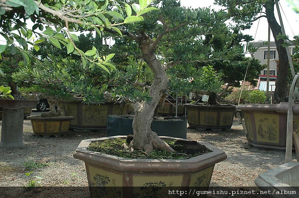 20090328_DSC_8625_00272.jpg 20090328_DSC_8625_00272.jpg