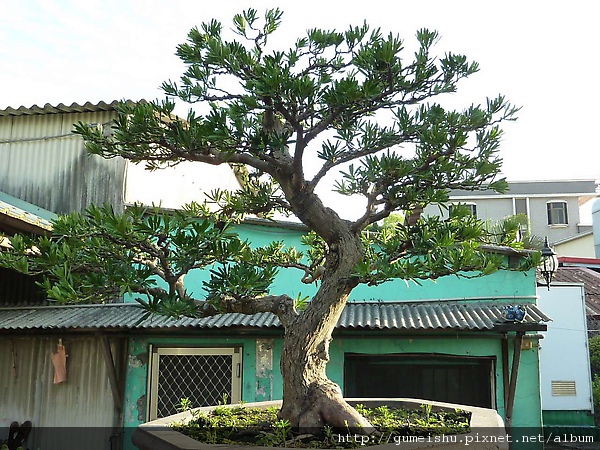 P1030065.jpg P1030065.jpg