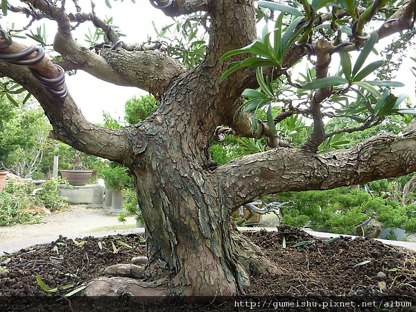 110335.jpg 110335.jpg