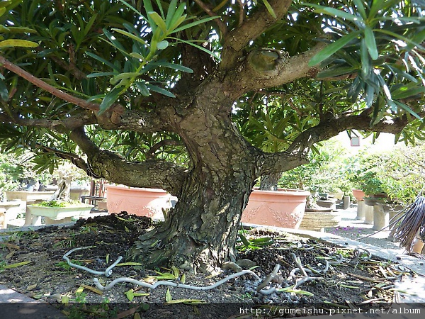 P1030328.jpg P1030328.jpg