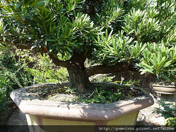 P1030329.jpg P1030329.jpg