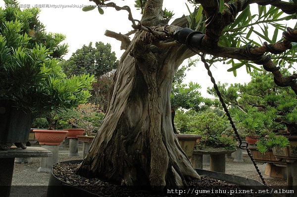 DSC_0117.jpg DSC_0117.jpg