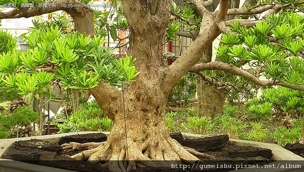 4bbfb30f835da 超大型盆栽~成品羅漢松~銘「聖山」~#10041001 大型庭園樹專區(Garden Tree)