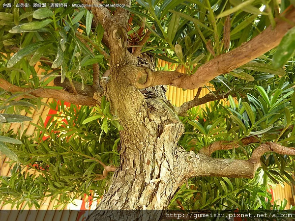 4bc255d41a1a7 實生羅漢松整枝作業~#10041201~(第三次更新，作業完成)