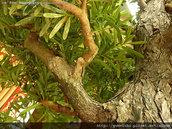 4bc255e1567ed 實生羅漢松整枝作業~#10041201~(第三次更新，作業完成)