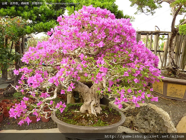 花果盆栽-台灣九重葛(盛開中)~#10041403 - 滿峯園．BONSAITW