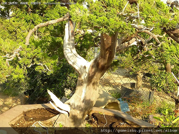 4bcf0ea6841f4 大型庭園樹~台灣真柏~#10042104
