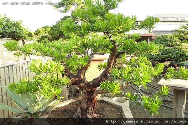 4bd4d476bc2a9 大品盆栽~蘭嶼羅漢松~#10042603 羅漢松(Podocarpus costalis)