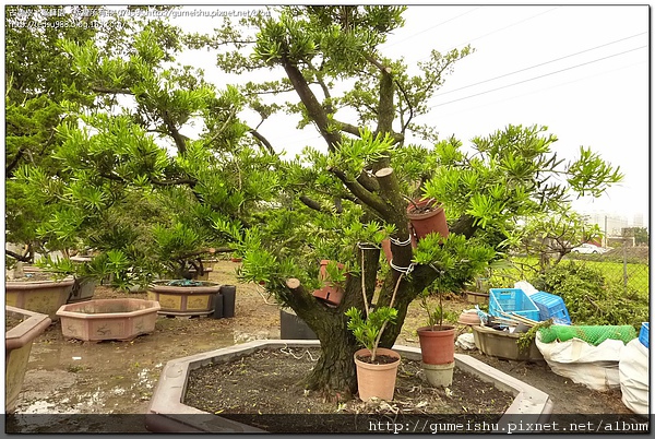 4bdcb591d3665 超大盆栽素材~蘭嶼羅漢松(Podocarpus costalis)~#10050202@1111 羅漢松(Podocarpus costalis)