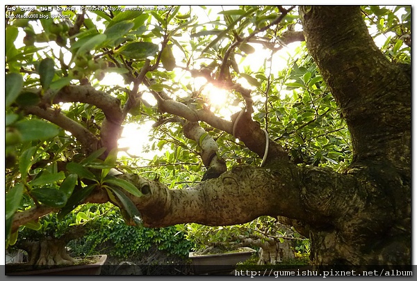 P1080549.jpg P1080549.jpg