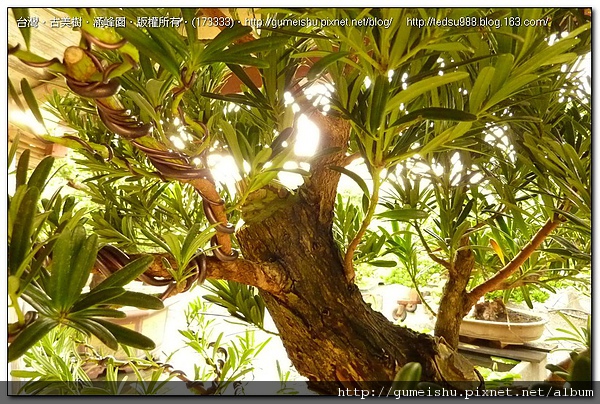 173333.jpg 173333.jpg