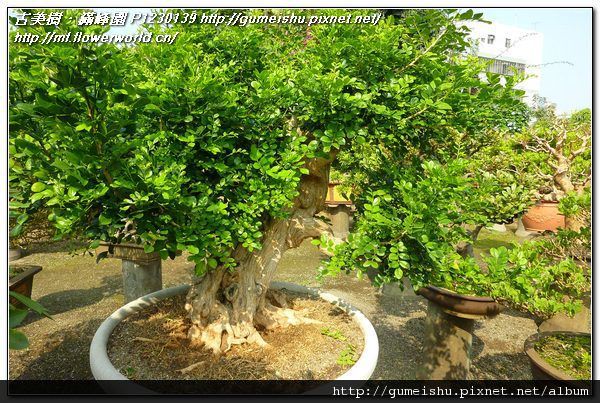 P1230139.jpg P1230139.jpg