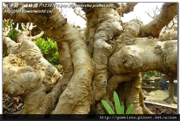 P1230728.jpg P1230728.jpg