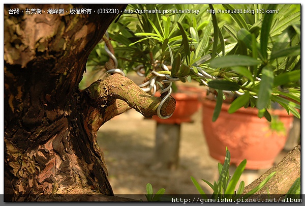 71b8151d76775db684c149d6ed3734af 大型盆栽~羅漢松素材~粗胚整枝作業~#10060501