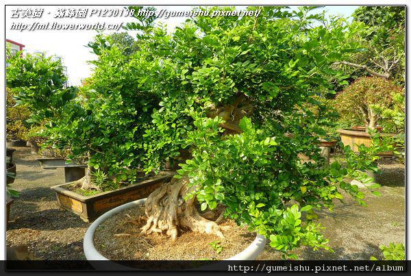 P1230138.jpg P1230138.jpg