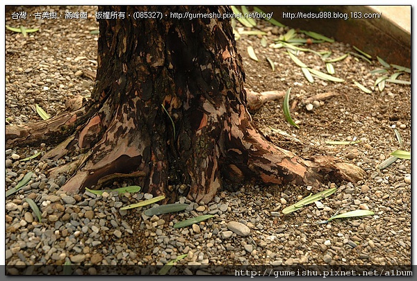 7f0f417a41a8a3e186fcb3efba3e0158 大型盆栽~羅漢松素材~粗胚整枝作業~#10060501