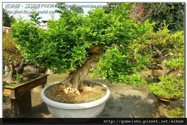 P1230135.jpg P1230135.jpg