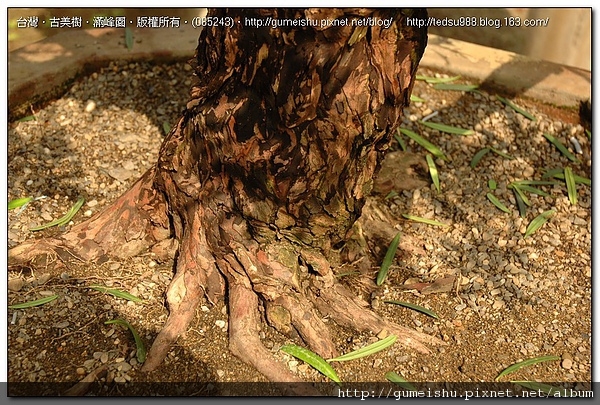 9c24dbe6b3fb6697a9135766024ab72d 大型盆栽~羅漢松素材~粗胚整枝作業~#10060501