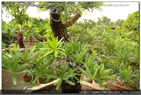 c8456a88bac2f0f5de2ba3f63991d527 大型盆栽~羅漢松素材~粗胚整枝作業~#10060501