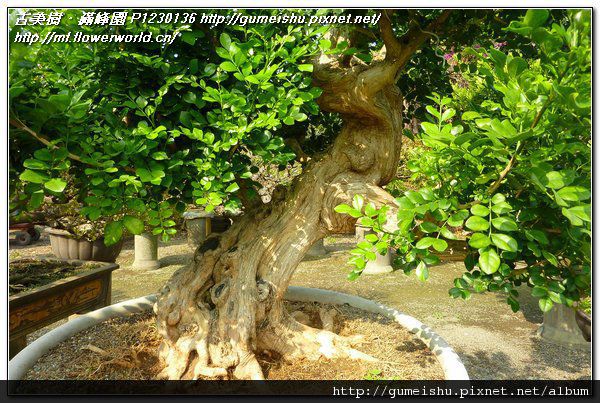 P1230136.jpg P1230136.jpg