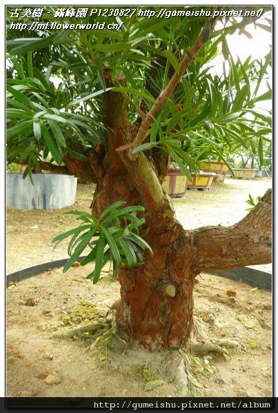 P1230827.jpg P1230827.jpg