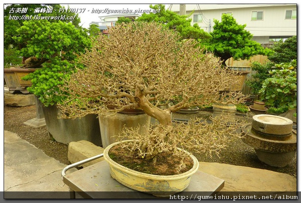 P1170137.jpg P1170137.jpg