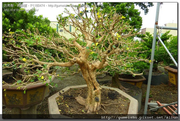 P1160474.jpg P1160474.jpg