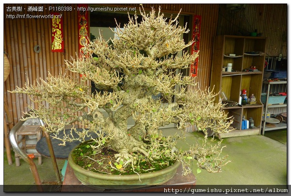 P1160398.jpg P1160398.jpg