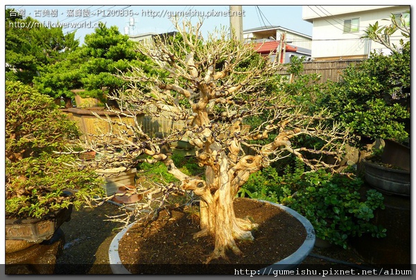 P1200836.jpg P1200836.jpg