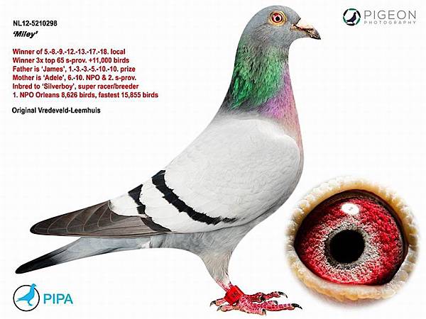 NL12-5210298麥麗相片