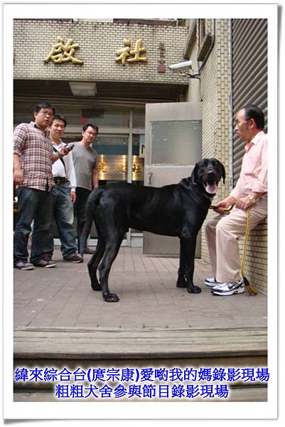 粗粗犬舍參加緯來綜合台(庹宗康)愛喲我的媽~錄影現場~1.jpg 粗粗犬舍參加緯來綜合台(庹宗康)愛喲我的媽~錄影現場~1.jpg