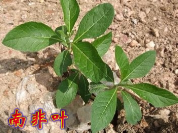 南非葉 南非葉