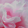 Petal Power小圖.jpg Petal Power小圖.jpg