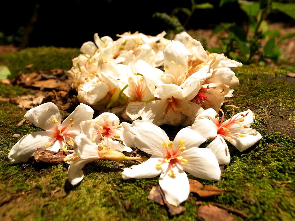 土城 桐花 土城 桐花