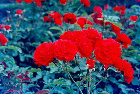C_9_6_1992_Victoria_scan18 C_9_6_1992_Victoria_scan18