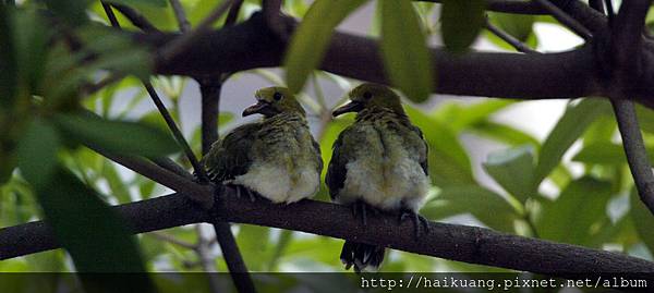 25AF2163-8 25AF2163-8