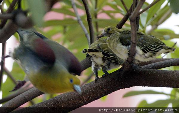 25AF1291-8 25AF1291-8