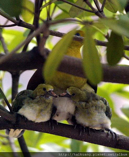 25AF2153-8 25AF2153-8