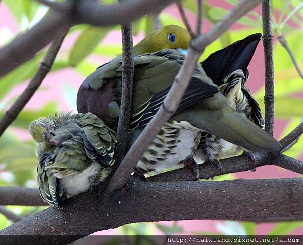 25AF1169-8 25AF1169-8