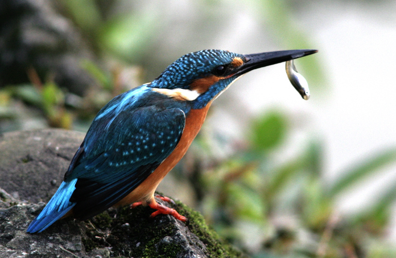 賞鳥不必上高山 