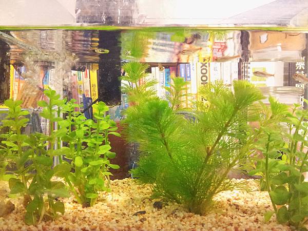 哈嚕の水族箱 哈嚕の水族箱