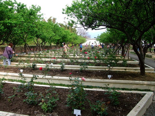 2009士林官邸玫瑰花季 2009士林官邸玫瑰花季