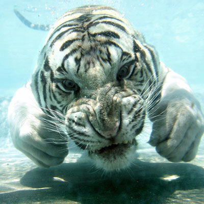 tiger-swimming